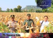 Satgas Pangan Polri Dampingi Dirjen Tanaman Pangan Kementan Panen di Tuban