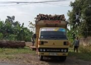 Di Ibaratkan Maling Teriak Maling, Kasus Pemotongan Kayu Kembali Marak di Wilayah Kab.Pasuruan
