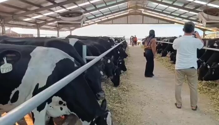 Evi Zaenal, Peternak dari Pasuruan yang Menyulap Kandang Sapi Jadi Villa Sapi  Ber-AC