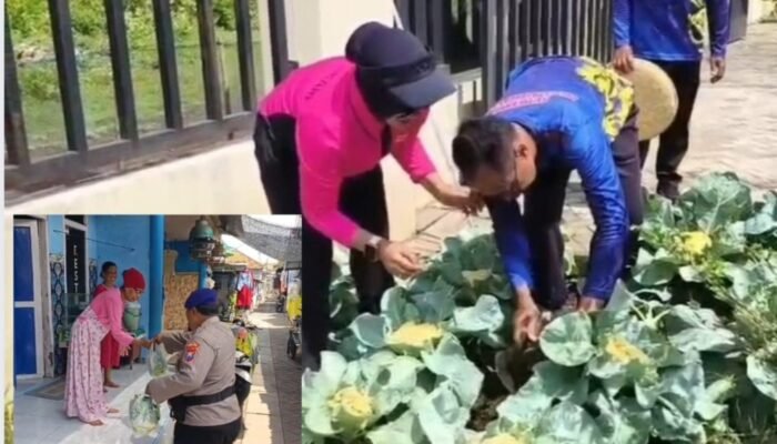 Di Tengah Mahalnya Sayuran, Sat Polair Pasuruan Jadi Penolong Warga Lewat Panen Sendiri